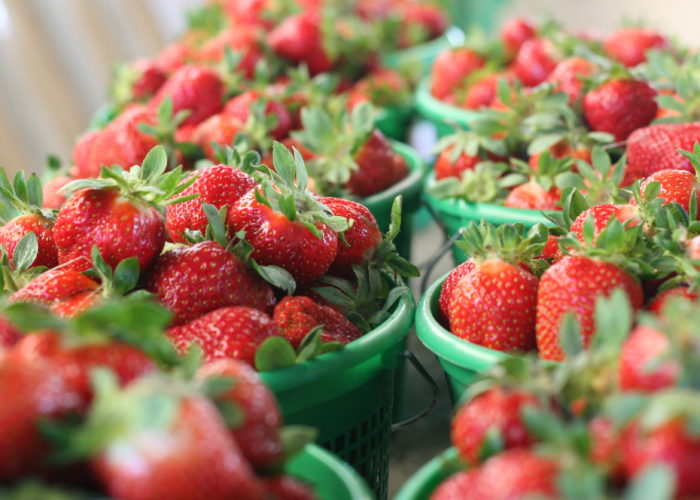 Freshly picked strawberries in green baskets. Credit: Cooperative Extension